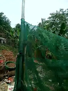 Snapshot of congchua977 chatting on March 2026 02:58:01 AM congchua977 online show from March 2026 02:58:01 AM