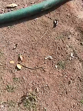 janbi sexe online show from January 2026 05:01:01 AM