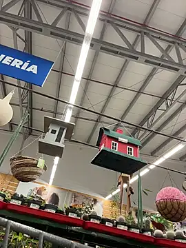 Snapshot of dani_bela chatting on March 2026 10:46:01 PM dani bela online show from March 2026 10:46:01 PM