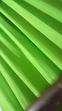 saray reesee online show from February 2026 04:24:02 AM