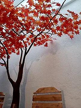 Dante Knox online show from March 2026 11:16:01 AM