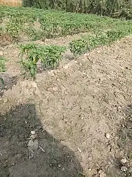 Snapshot of Shivanisingh4 chatting on March 2026 03:17:01 AM Shivanisingh4 online show from March 2026 03:17:01 AM