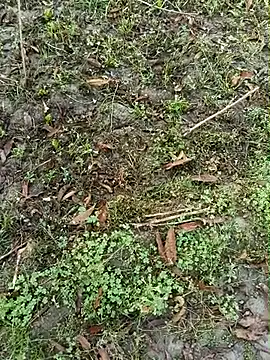 Snapshot of Shivanisingh4 chatting on March 2026 02:01:02 AM Shivanisingh4 online show from March 2026 02:01:02 AM