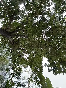 Snapshot of IceMur chatting on February 2026 03:04:02 AM IceMur online show from February 2026 03:04:02 AM