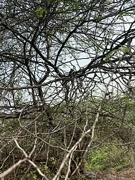 Snapshot of goodboyTelugu chatting on February 2026 03:05:01 AM goodboyTelugu online show from February 2026 03:05:01 AM