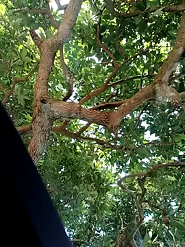 Mkhothiwesibumbu online show from February 2026 06:12:01 AM