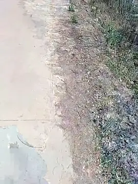 janu 9900 online show from February 2026 06:09:01 AM