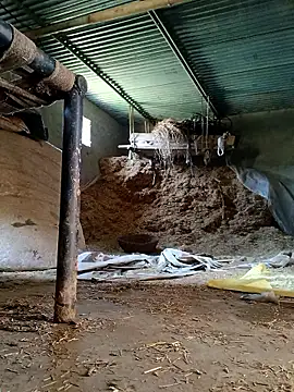 Snapshot of Sharmasamba chatting on March 2026 06:41:03 AM Sharmasamba online show from March 2026 06:41:03 AM