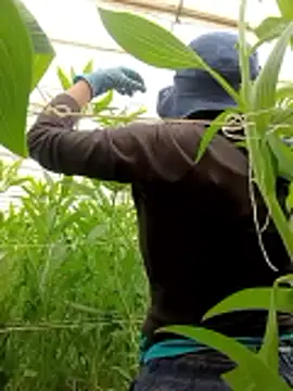 Abigail office online show from February 2026 06:37:01 PM