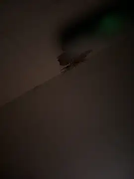 Snapshot of Valentinacouple chatting on March 2026 07:16:02 AM Valentinacouple online show from March 2026 07:16:02 AM