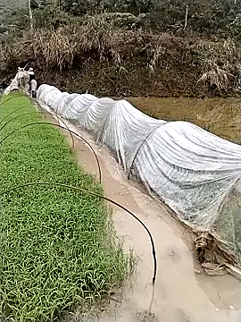 Snapshot of ngocbao11 chatting on March 2026 01:12:02 AM ngocbao11 online show from March 2026 01:12:02 AM