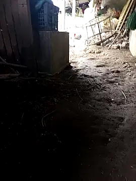 hungdecu online show from March 2026 02:51:02 AM