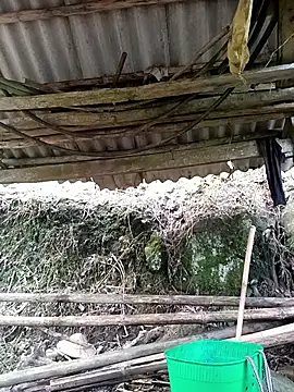 Snapshot of NIANIAKUTE chatting on March 2026 08:48:01 AM NIANIAKUTE online show from March 2026 08:48:01 AM