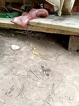 Snapshot of NIANIAKUTE chatting on April 2026 02:28:01 AM NIANIAKUTE online show from April 2026 02:28:01 AM