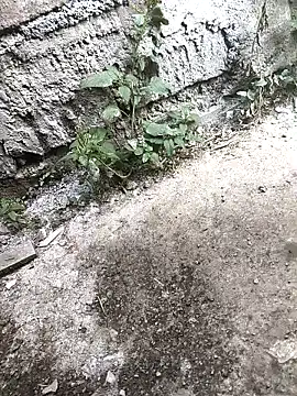 Rocky pune online show from April 2026 03:40:02 AM