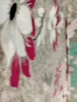 Snapshot of badmasss69 chatting on April 2026 10:01:02 PM badmasss69 online show from April 2026 10:01:02 PM