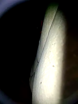 Snapshot of Harkorti chatting on April 2026 04:48:01 AM Harkorti online show from April 2026 04:48:01 AM