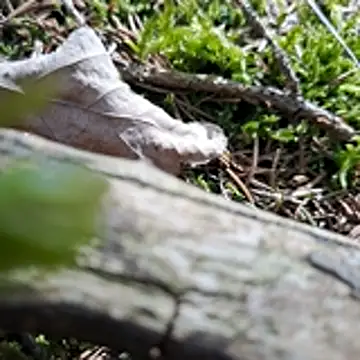 Snapshot of walddrinker chatting on April 2026 01:46:02 PM walddrinker online show from April 2026 01:46:02 PM