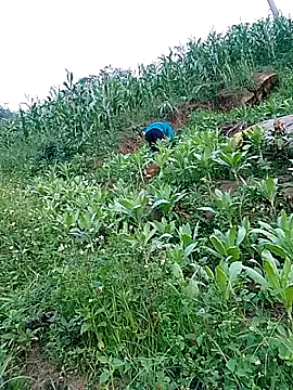 daisyy2 online show from May 2026 11:20:01 AM