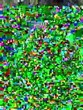 sissyvee online show from January 2026 05:01:01 AM