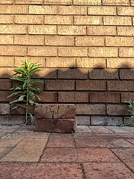 Snapshot of ZeusBlackDick chatting on November 2025 04:58:02 AM ZeusBlackDick online show from November 2025 04:58:02 AM