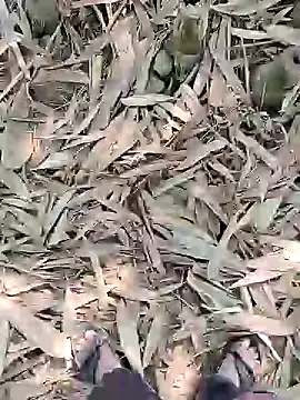 Snapshot of ThethunderPo chatting on February 2025 05:24:02 AM ThethunderPo online show from February 2025 05:24:02 AM