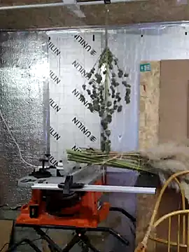 Snapshot of IronedTitan chatting on December 2024 02:26:01 AM IronedTitan online show from December 2024 02:26:01 AM