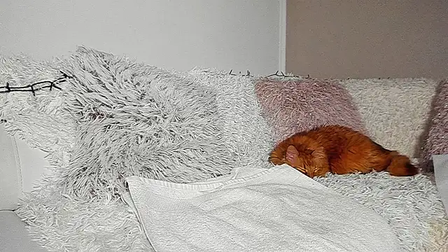 Snapshot of BrianaDiamondXXX chatting on April 2026 07:14:01 PM BrianaDiamondXXX online show from April 2026 07:14:01 PM