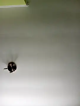 NiceHunter89 online show from February 2025 10:37:02 AM