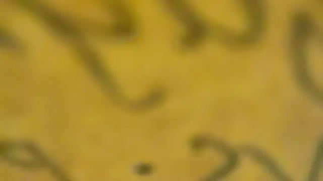 fmodel online show from January 2025 03:44:01 PM