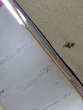 Snapshot of Vickyrajput009 chatting on April 2026 07:31:01 AM Vickyrajput009 online show from April 2026 07:31:01 AM