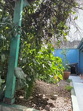 Snapshot of sofy_alone chatting on March 2026 05:18:02 PM sofy alone online show from March 2026 05:18:02 PM