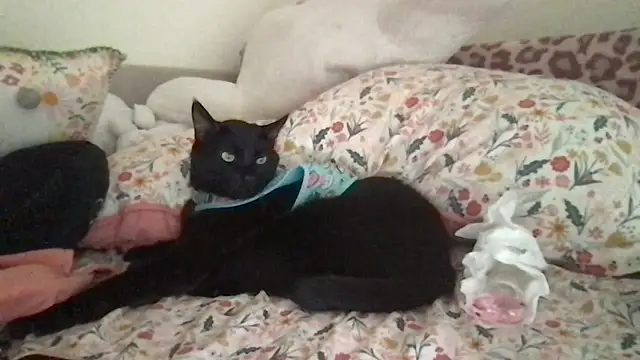 HYPHYtype online show from September 2025 10:31:02 PM