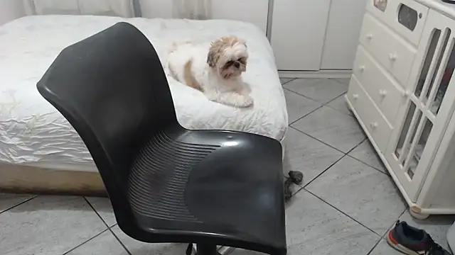 Snapshot of MysterBearMG chatting on November 2025 12:32:01 AM MysterBearMG online show from November 2025 12:32:01 AM