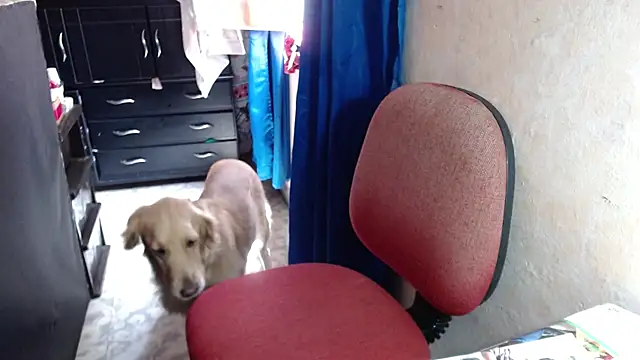 Snapshot of Barbiegomez chatting on October 2025 04:41:01 PM Barbiegomez online show from October 2025 04:41:01 PM