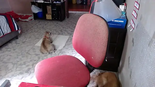 Snapshot of Barbiegomez chatting on March 2026 06:02:02 PM Barbiegomez online show from March 2026 06:02:02 PM