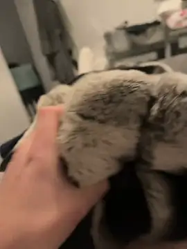 Furdale online show from December 2024 05:11:01 PM