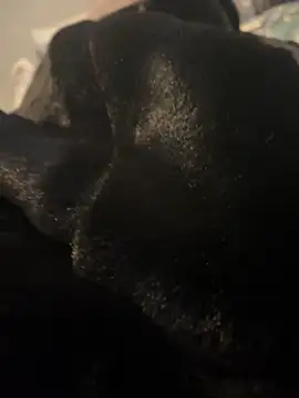 Furdale online show from December 2024 03:10:02 PM