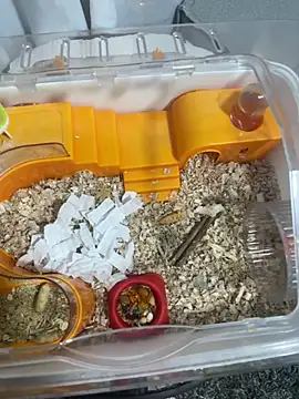 Im sophiie online show from February 2026 06:43:02 AM