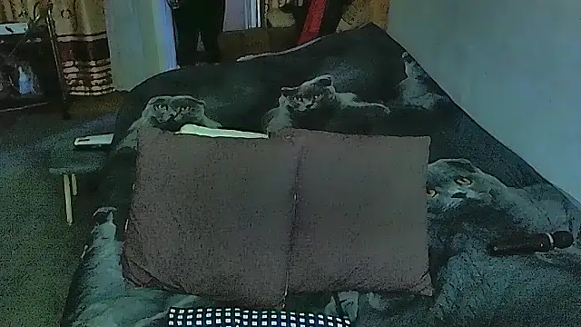 sex2 online show from September 2025 10:55:02 PM