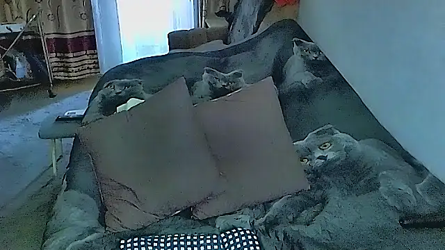 sex2 online show from September 2025 11:52:01 PM