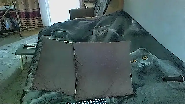 sex2 online show from October 2025 02:23:02 AM