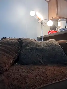 Snapshot of Yankeedave420 chatting on March 2026 11:31:02 PM Yankeedave420 online show from March 2026 11:31:02 PM