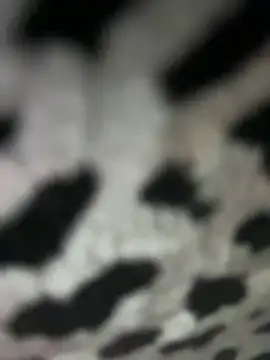 Sarita-candy online show from January 2025 08:01:02 PM