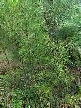 Snapshot of Gopal1243 chatting on October 2025 01:17:02 AM Gopal1243 online show from October 2025 01:17:02 AM