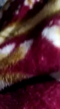 Longlund9 online show from December 2024 04:48:01 PM