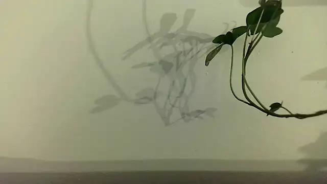 fdd13 online show from February 2025 06:37:01 PM