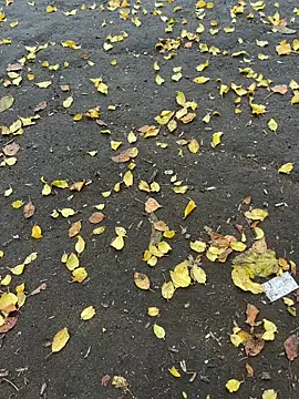 Snapshot of mihaixxx1 chatting on November 2025 11:08:02 AM mihaixxx1 online show from November 2025 11:08:02 AM