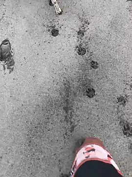 kvr27 online show from February 2026 01:20:01 PM